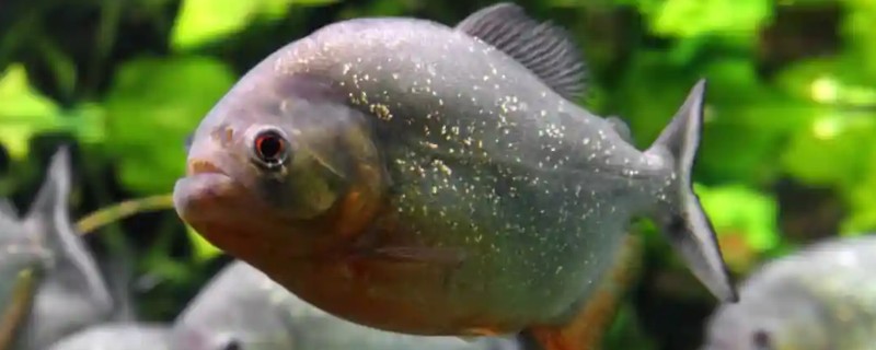 食人鱼是不是淡水鱼，食人鱼是淡水鱼