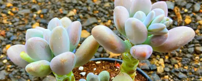 怎么养白美人多肉，喜欢在阳光充足的条件中生长