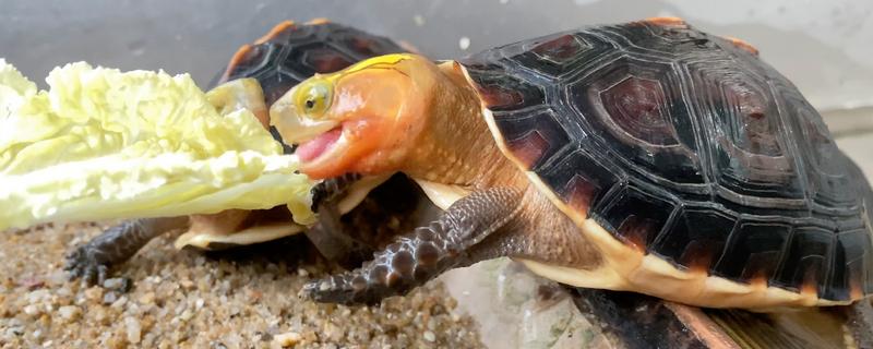 乌龟不吃食的原因，可能是温度太低所致