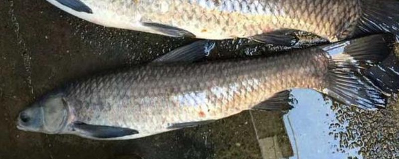 青鱼和草鱼哪个刺少，青鱼的鱼刺更少