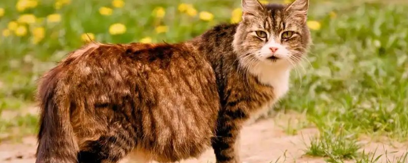 猫咪泪痕的原因，饮食、疾病等均会导致