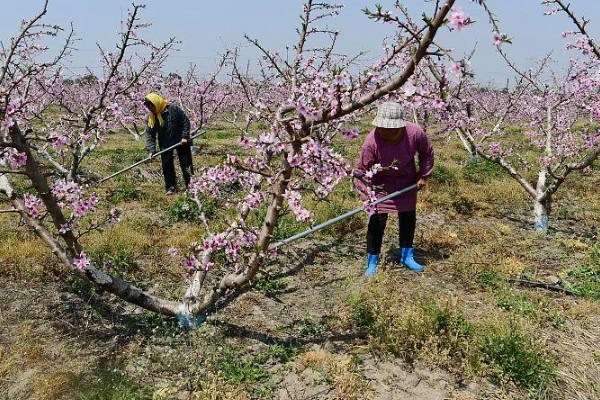 桃花常见的病害防治方法，常见的有炭疽病、穿孔病等