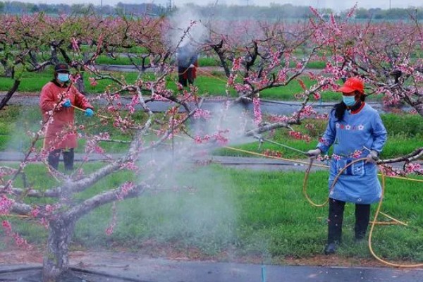 桃花常见的病害防治方法，常见的有炭疽病、穿孔病等