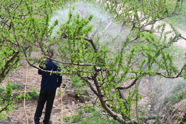 桃花常见的病害防治方法，常见的有炭疽病、穿孔病等