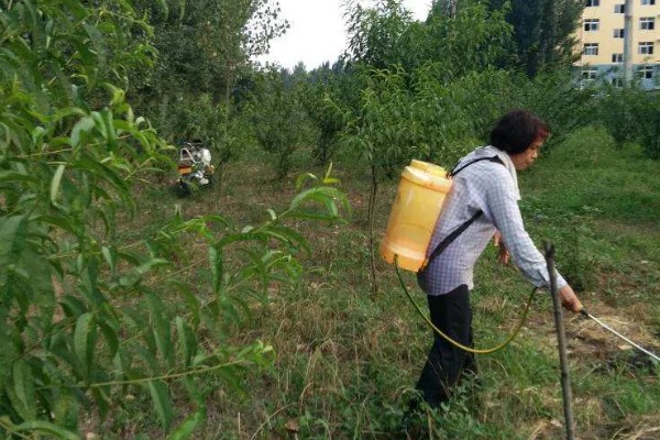 桃花常见的病害防治方法，常见的有炭疽病、穿孔病等