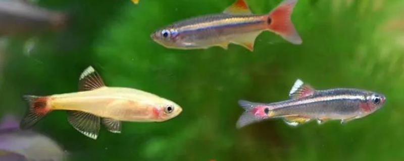 白云金丝鱼有哪几种颜色，有银蓝色和金黄色两种颜色