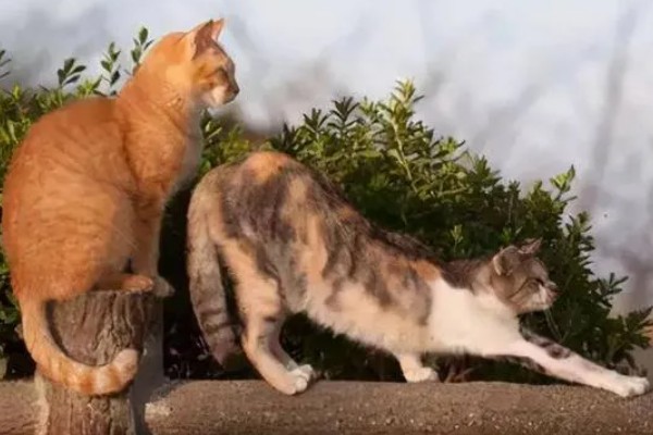 猫咪发情的征兆，会一直叫