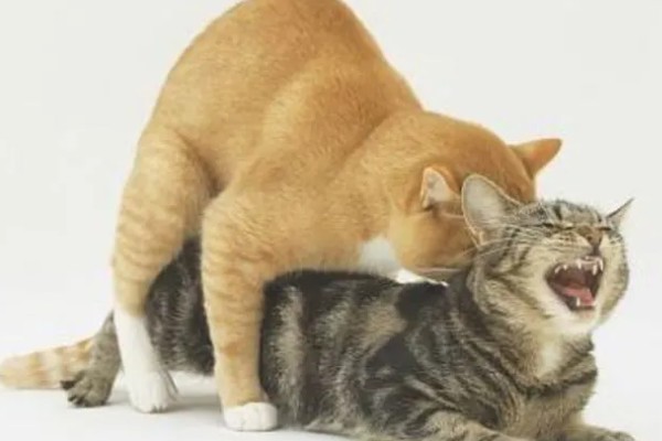 猫咪发情的征兆，会一直叫