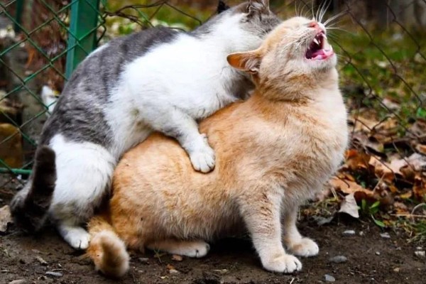 猫咪发情的征兆，会一直叫