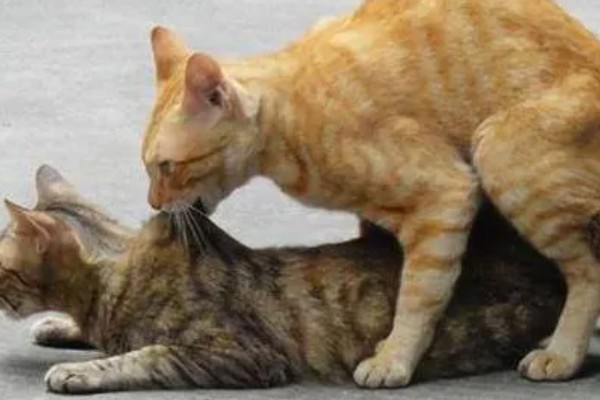 猫咪发情的征兆，会一直叫