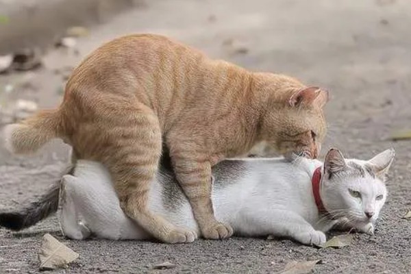 猫咪发情的征兆，会一直叫