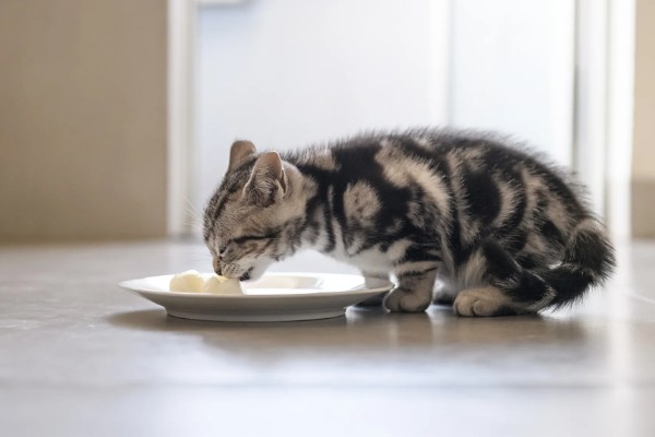 猫咪发情的征兆，会一直叫