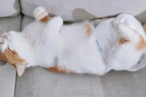 猫咪发情的征兆，会一直叫