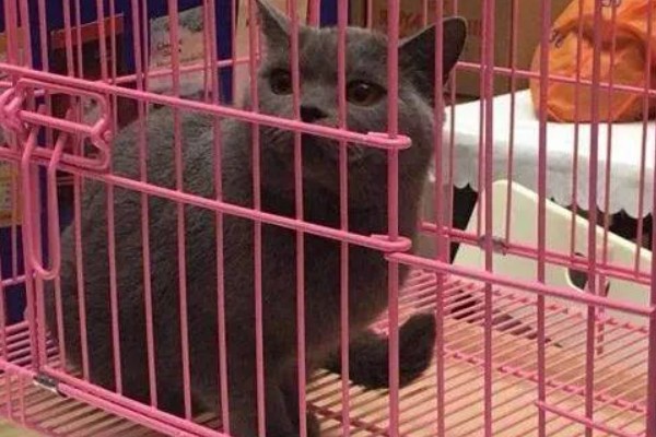 猫咪发情的征兆，会一直叫