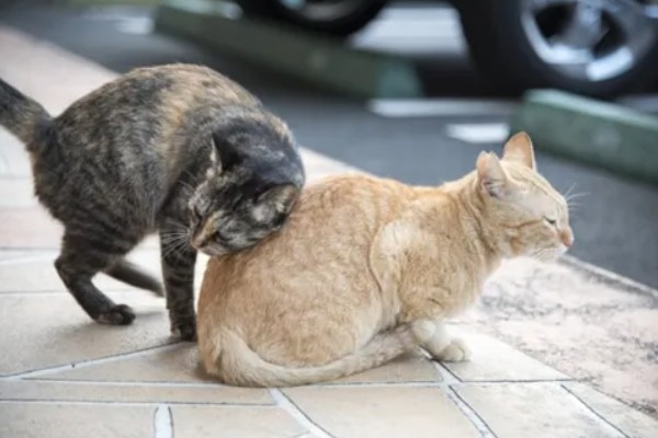 猫咪发情的征兆，会一直叫