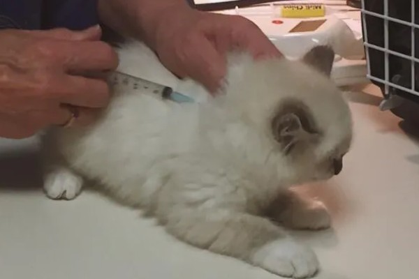 猫咪发情的征兆，会一直叫