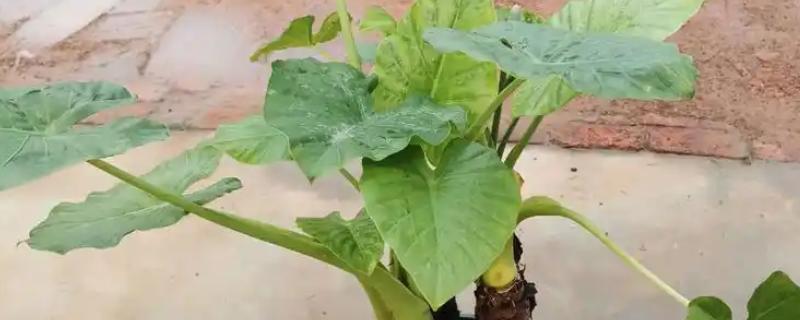 滴水观音的种类，常见的有黑叶观音莲、尖尾芋等