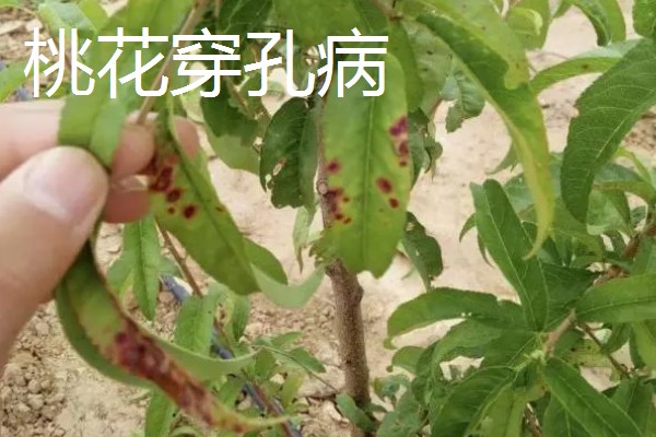 桃花常见的病害防治方法，常见的有炭疽病、穿孔病等
