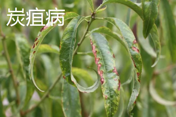 桃花常见的病害防治方法，常见的有炭疽病、穿孔病等