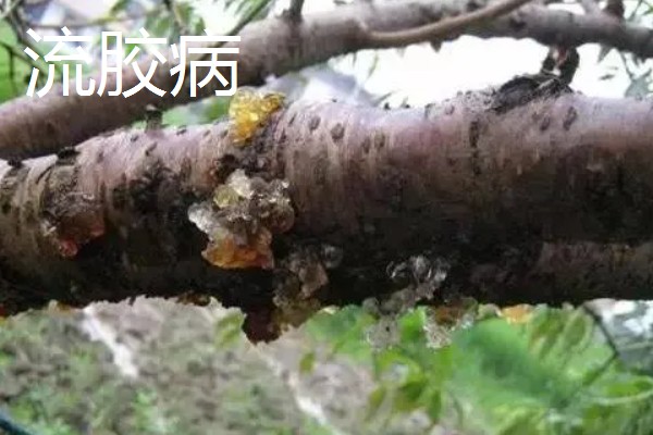 桃花常见的病害防治方法，常见的有炭疽病、穿孔病等