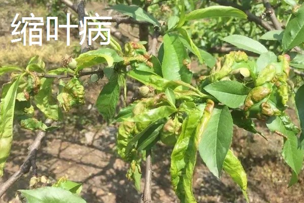 桃花常见的病害防治方法，常见的有炭疽病、穿孔病等