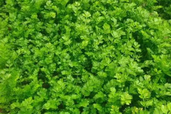 大棚西芹的种植技巧，播种前先浸种