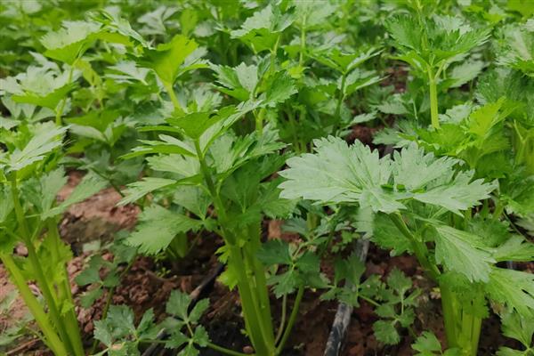 大棚西芹的种植技巧，播种前先浸种