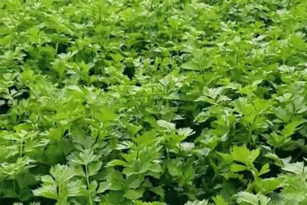 大棚西芹的种植技巧，播种前先浸种