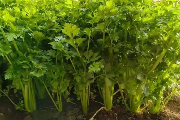 大棚西芹的种植技巧，播种前先浸种