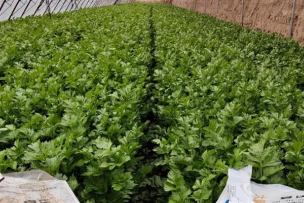 大棚西芹的种植技巧，播种前先浸种