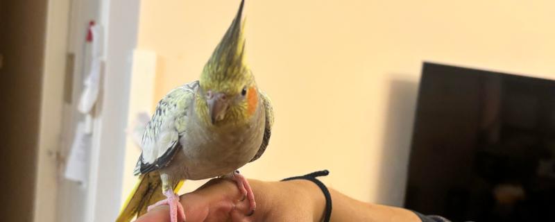 玄凤鹦鹉如何分辨公母，可以从脸部颜色和翅膀来分辨
