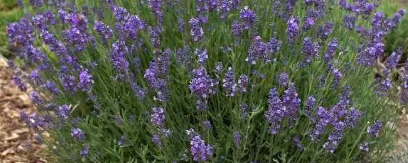 薰衣草是否耐寒，可耐受-5至-8℃的低温