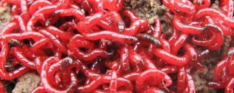 红虫的养殖注意事项，在春末和秋初采集均可