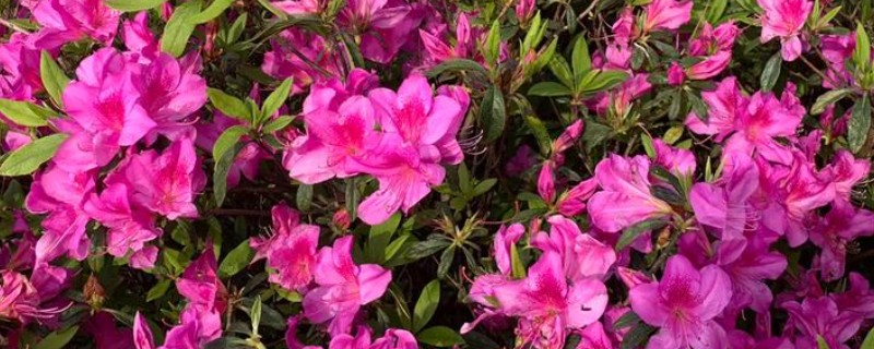 杜鹃花喜不喜欢阳光,杜鹃花喜欢阳光