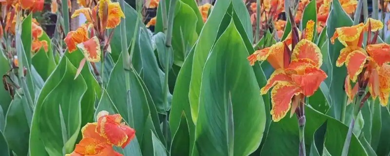 盆栽美人蕉如何过冬，喜欢生长在光照充足的环境中