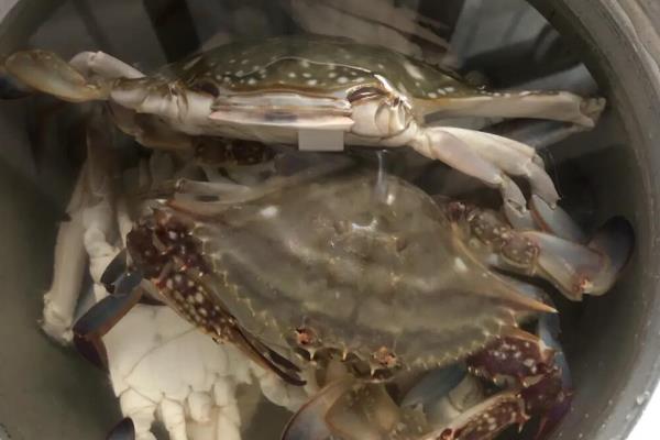 怎么洗梭子蟹,先倒入水和白酒浸泡