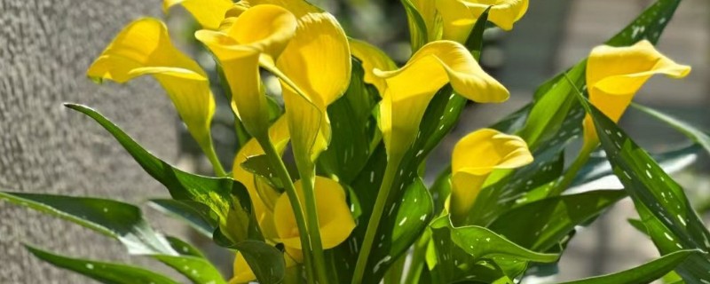 马蹄莲的的花语，寓意品格高尚、吉祥如意等