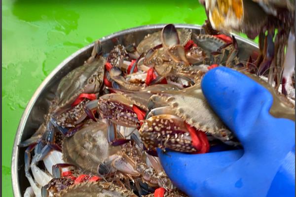 怎么洗梭子蟹,先倒入水和白酒浸泡