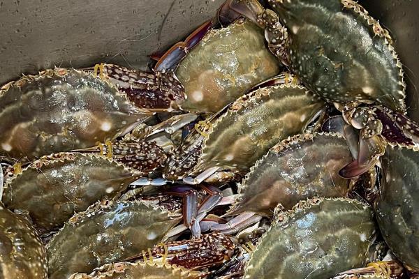 怎么洗梭子蟹,先倒入水和白酒浸泡