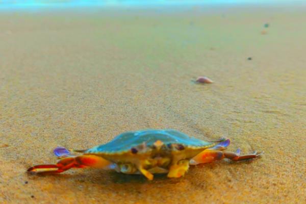 怎么洗梭子蟹,先倒入水和白酒浸泡