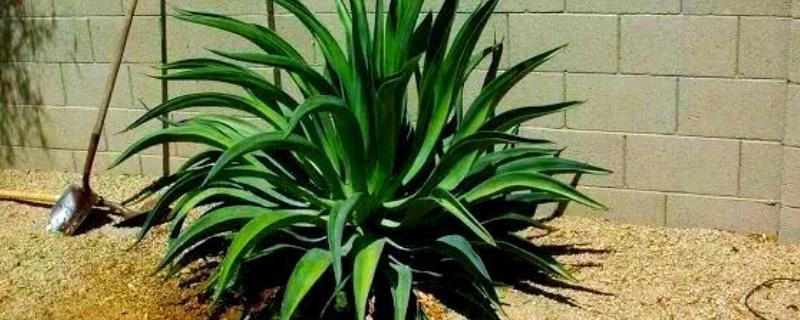 龙舌兰的繁殖方法，可扦插也可分株繁殖