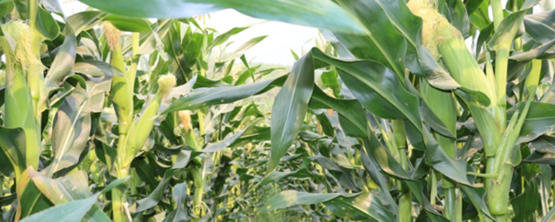 水果玉米的价格，在0.65-10元一斤
