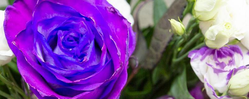 紫色妖姬的花语，寓意浪漫真情、迷恋着迷等