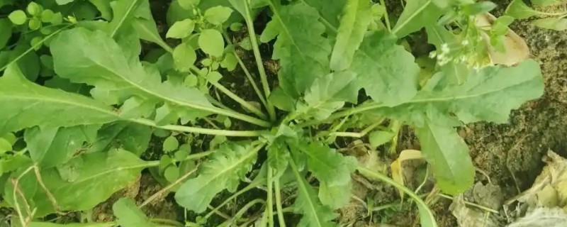 荠菜的田间管理技术，除草时尽可能使用人工除草