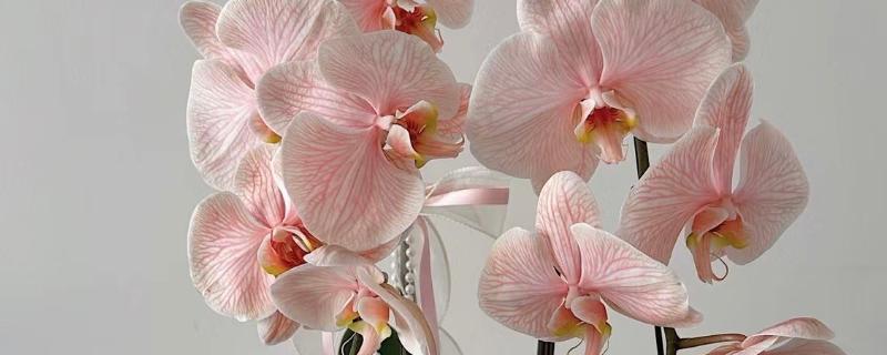 蝴蝶兰如何正确浇水，原则就是见干见湿