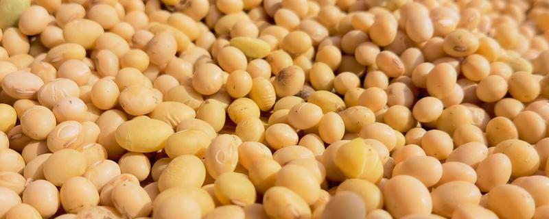 收藏大豆种子的禁忌，主要有以下4点