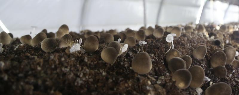 蘑菇如何种植，首先要准备好菇床