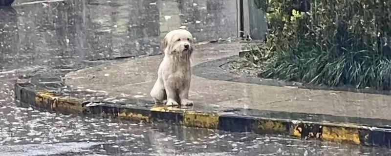 为什么不可让狗狗淋雨，可能会着凉