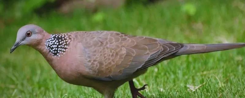 野鸽子是不是保护动物，属于三有保护动物