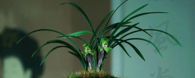 兰花茎腐病的特效药，可以喷洒茎腐灵乳油